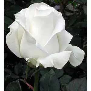 Роза "Акито"(Akito)